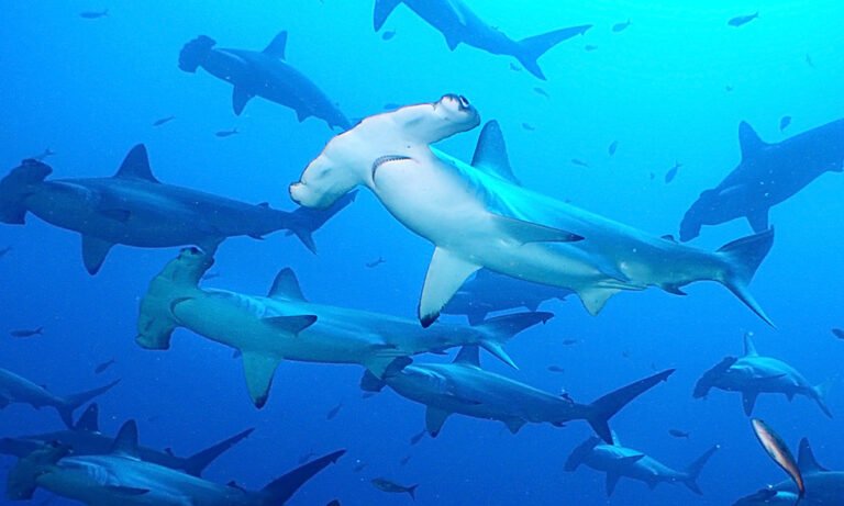 GALÁPAGOS - Combinados 2 islas (SANTA CRUZ - ISABELA)