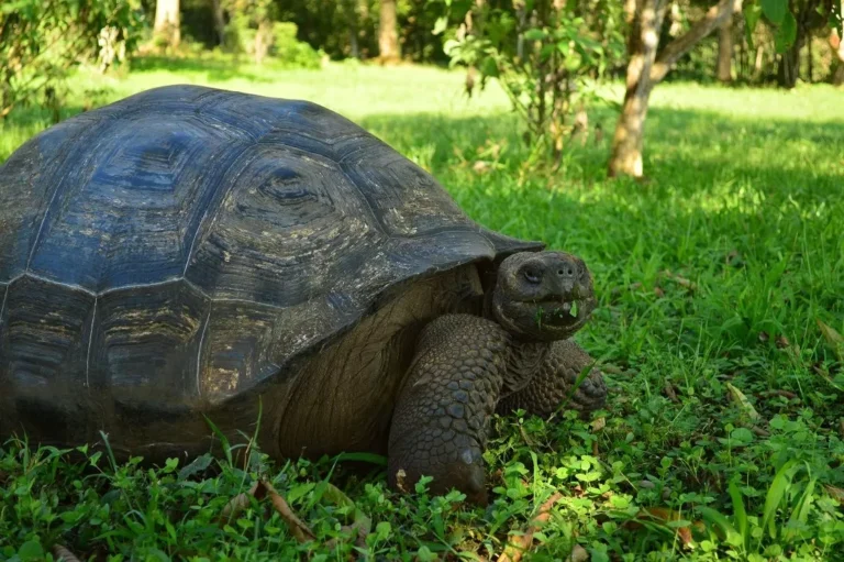 GALÁPAGOS - Combinados 2 islas (SANTA CRUZ - SAN CRISTÓBAL)
