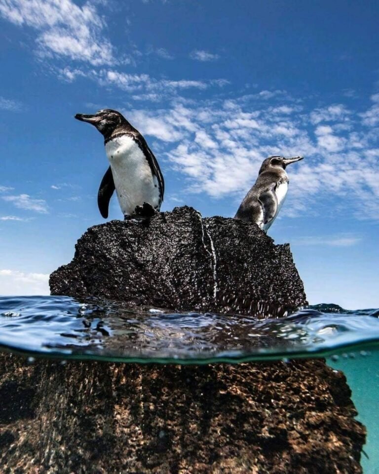 3 islas - Galápagos 10 días - SANTA CRUZ - ISABELA - SAN CRISTOBAL